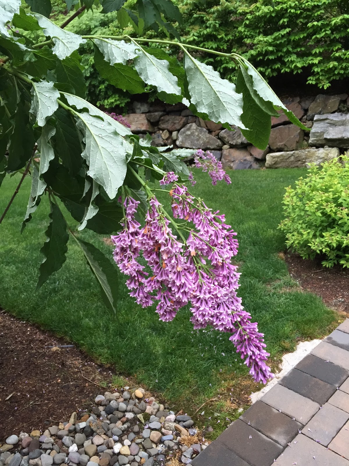 Think Pink Three New Hydrangeas Southern Living