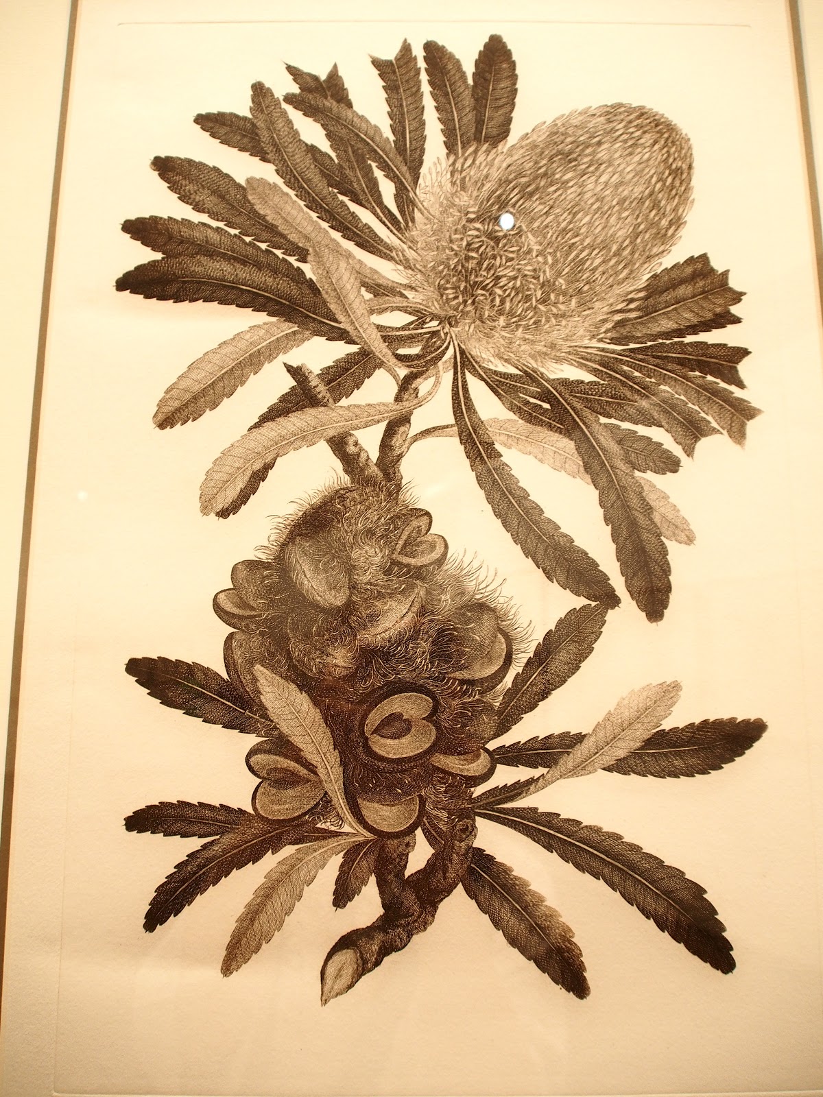 australian botanical art