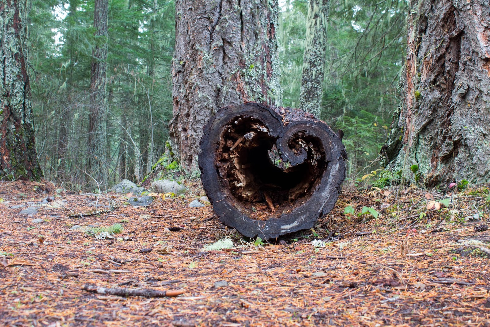 Pete and Buzz Guler Ice Caves Trout Lake. WA
