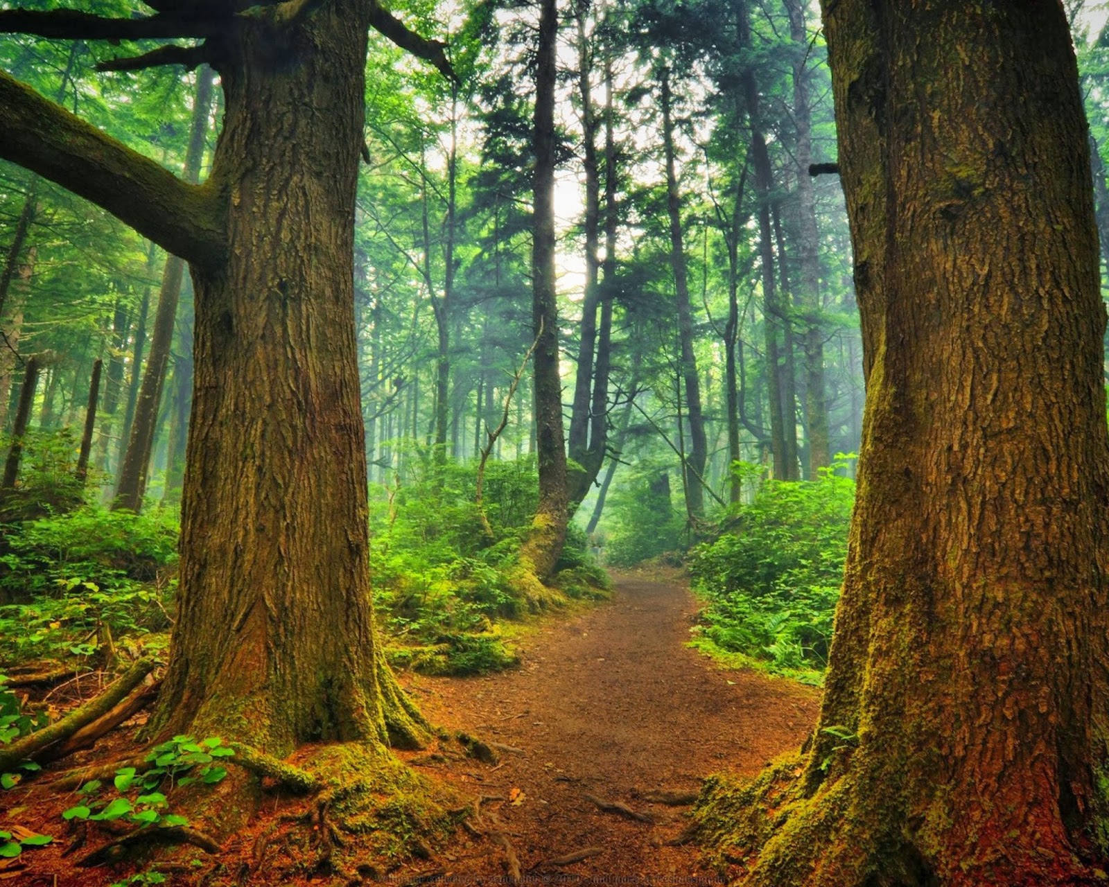 green nature forest wallpaper blog art designs forrest designs