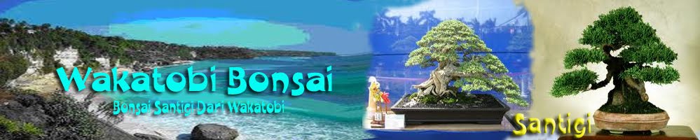 Bonsai Wakatobi