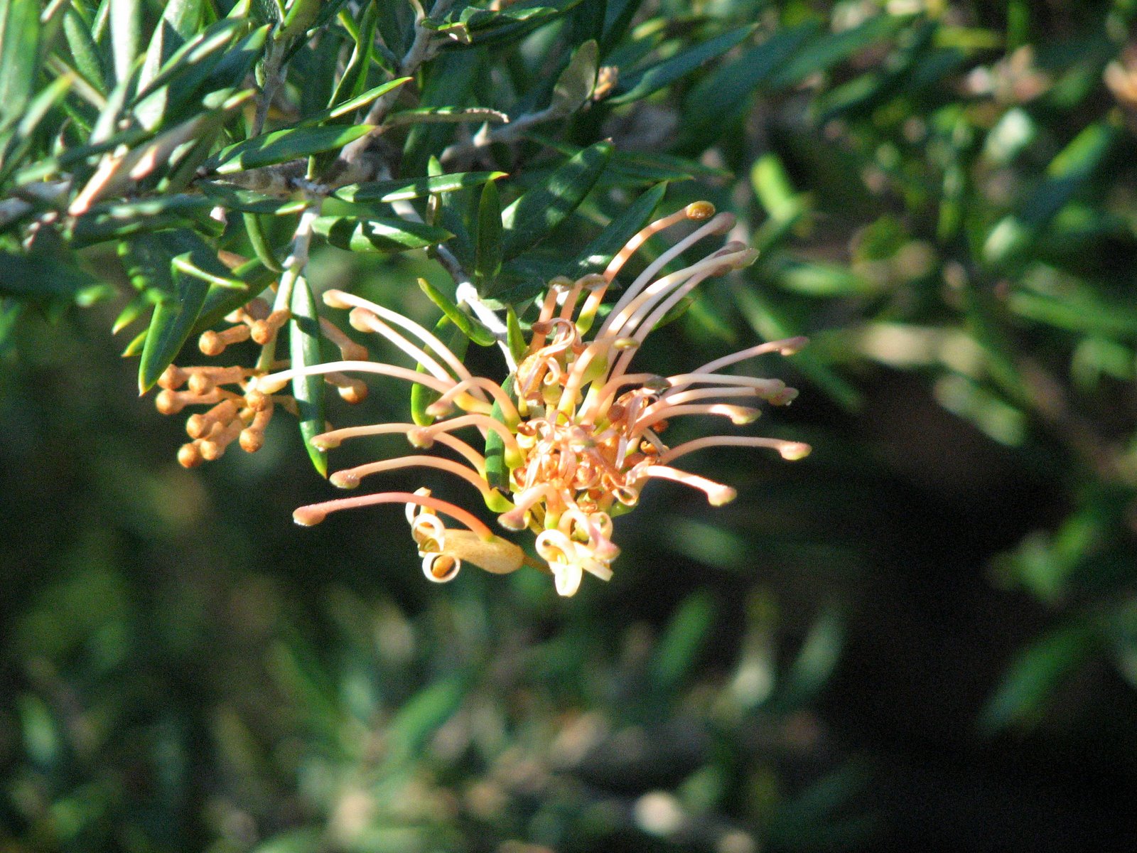Native Plant Photography Grevillea 'Allyn Topaz' Flowers