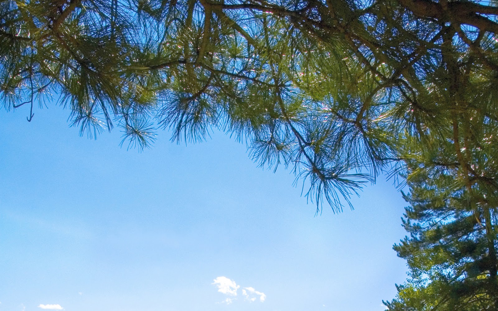 sibirya ormanlarinin hd resimleri teknoloji ve hd resimler