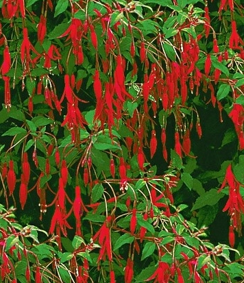 Terrassen Und Balkonbepflanzung Meine Pflanzen Fur Die Pflanzringe