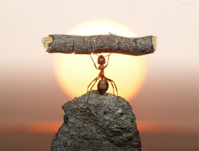 The Secret Life of Ants