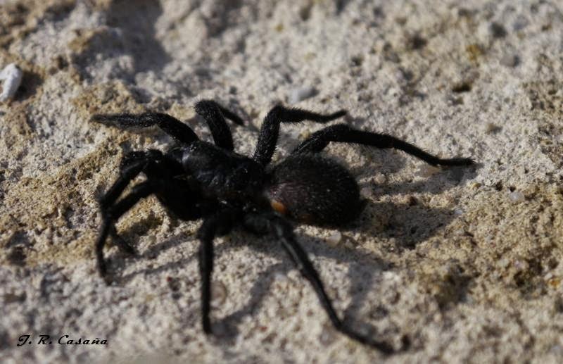 El Gallipato Alcublano Cyrtauchenius walckenaeri (Lucas, 1846)