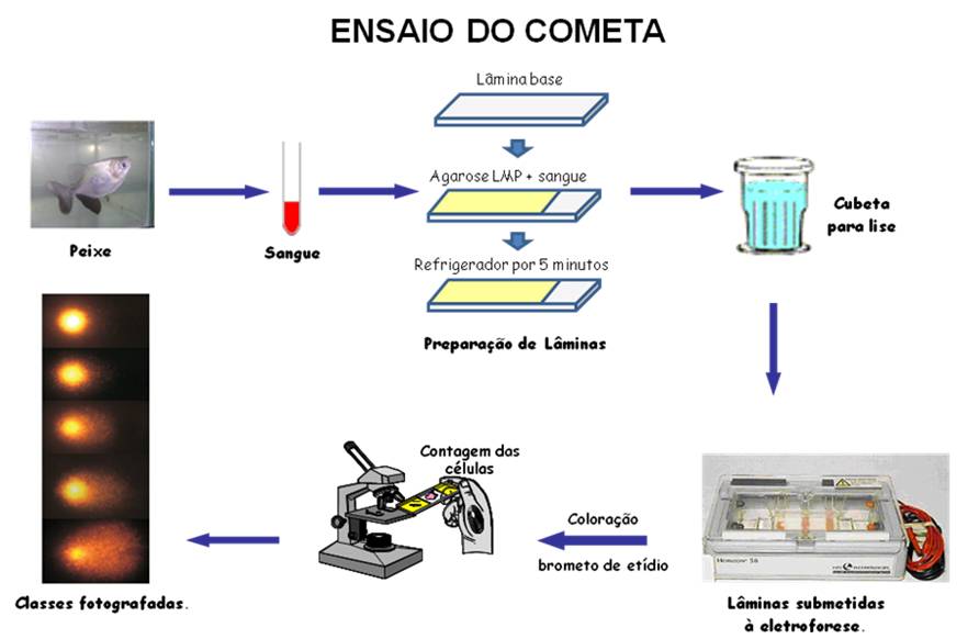 Ensaio cometa