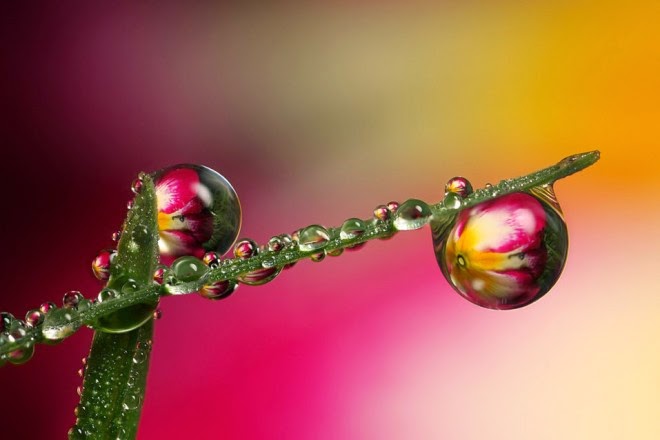 25 صورة لأجمل أمثلة تصوير الماكرو المدهشة !  Macro-photography+(5).preview