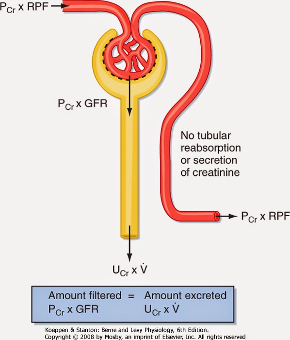 USMLE COMLEX Study Guides First Aid Renal Physiology Part 1