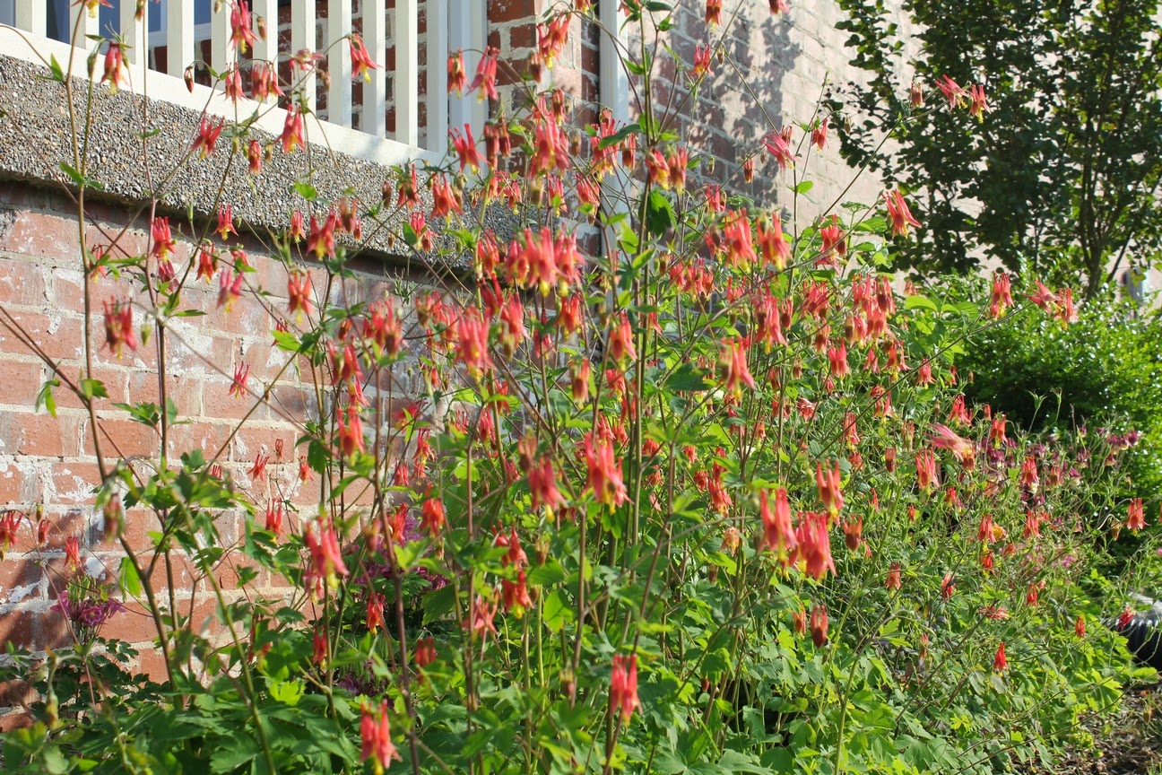 Reds Garden Musings Forsythia