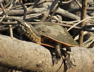 Phrynops geoffroyanus, Geoffroy's Side-necked Turtle