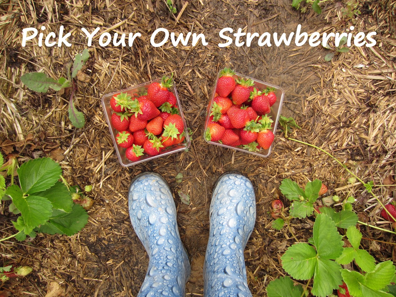 Pick Your Own Strawberries + Recipe