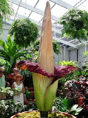 flores más grandes del Mundo.