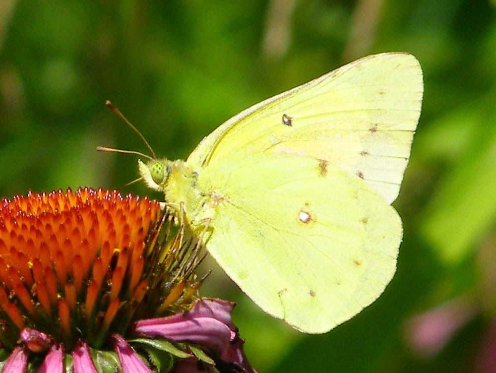 Blue Jay Barrens Sulphur Butterflies