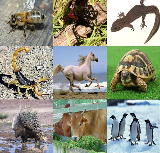 Lesson Plan Year 4 Topic Animals and plants protect themselves