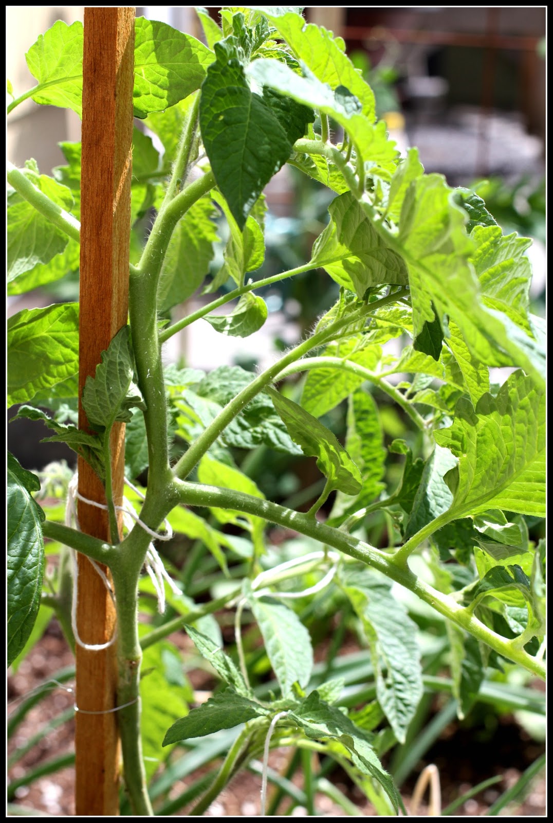Desperate Gardener Tomato Tuesday What To Do With Those Suckers