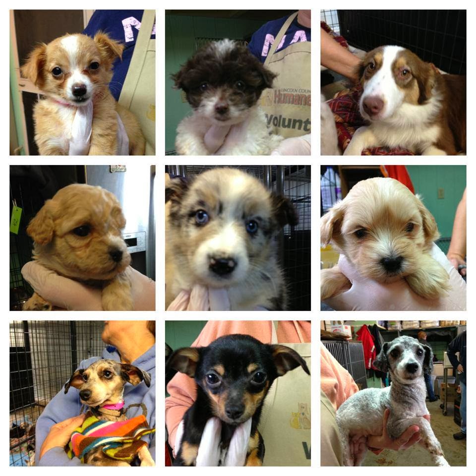 Dogs To Adopt At Merrill Humane Ssociety Dogs To Adopt At Merrill Humane Ssociety