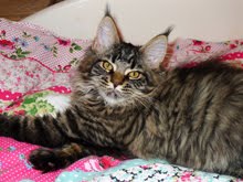 Princess Pudding My Maine Coon Kitten