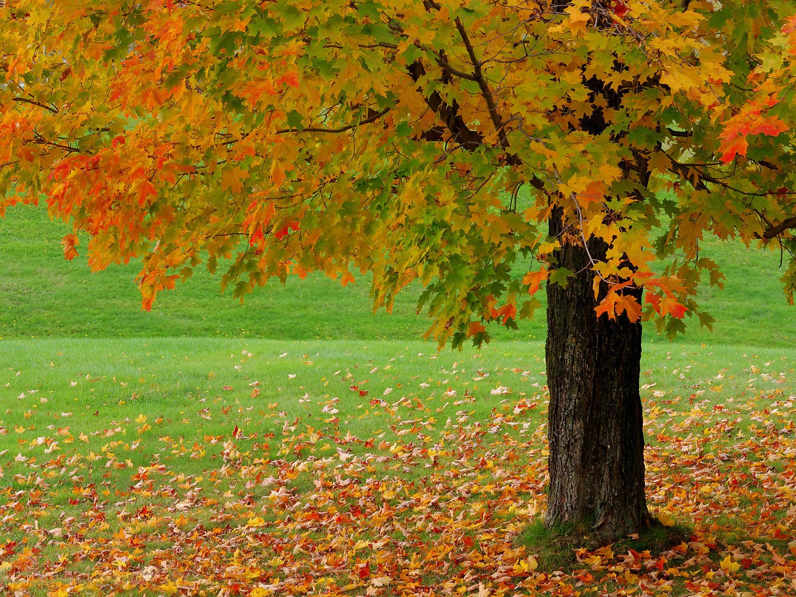seasonal autumn