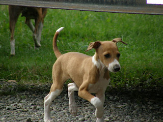 Gambar Anjing Italian Greyhounds