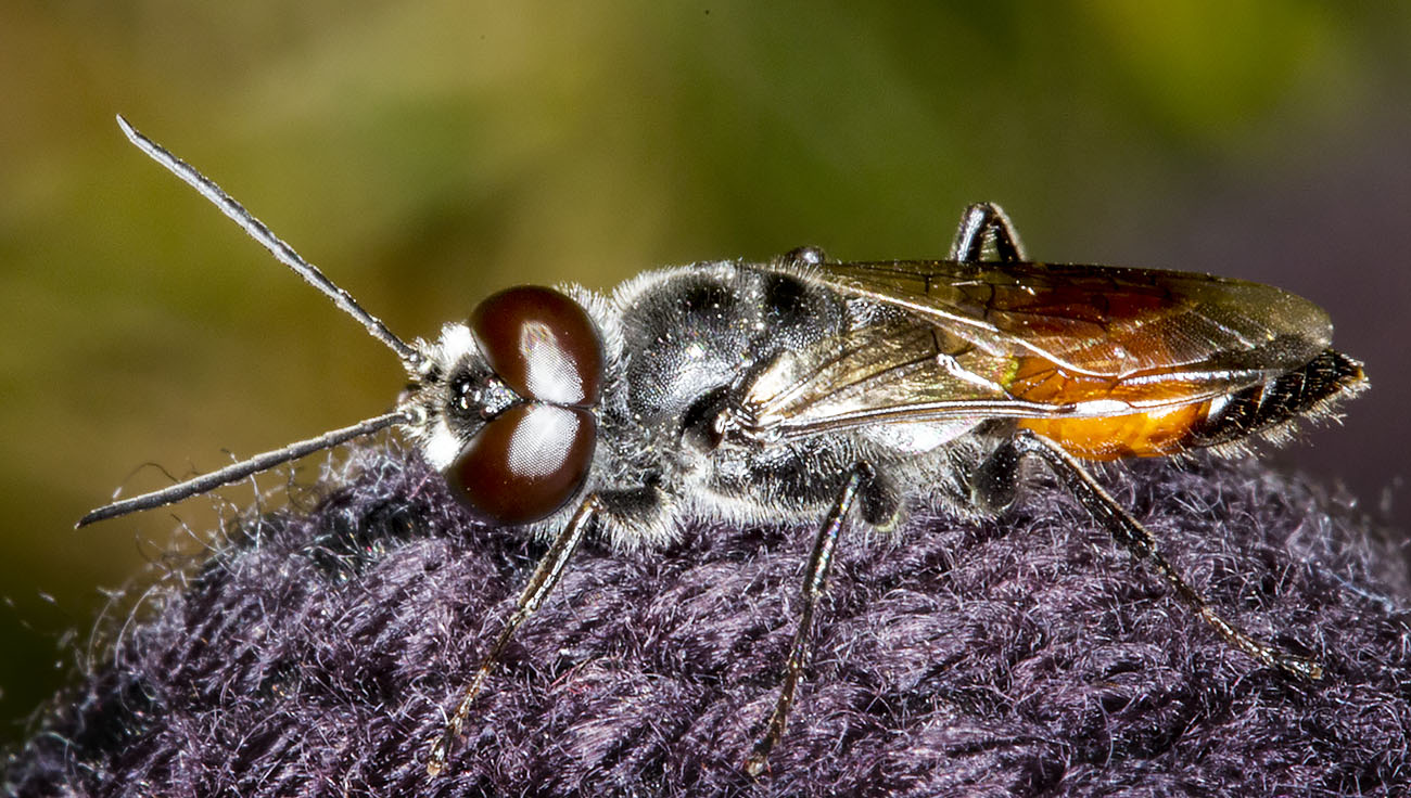 Crabronid wasp, Astata boops. Male. St Paul's Cray Common, 30 July 2014. Crabronid wasp, Astata boops. Male. St Paul's Cray Common, 30 July 2014.
