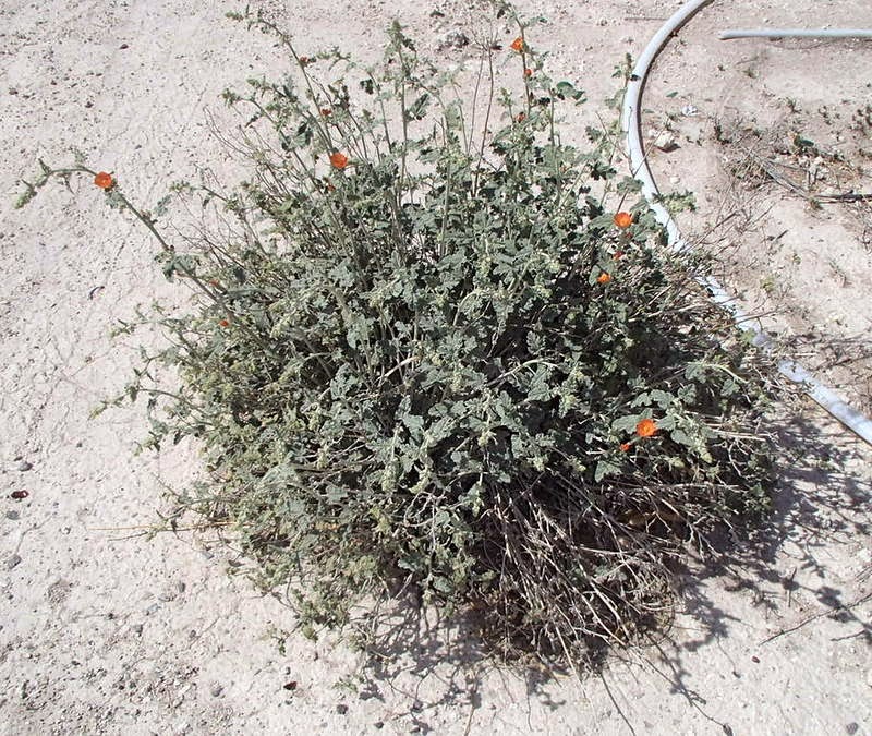 Xtremehorticulture of the Desert: Pruning Globe Mallow and Bird of Paradise