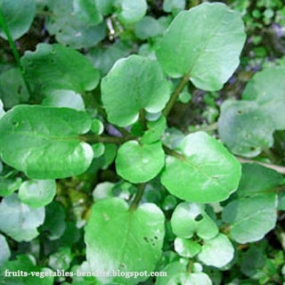 benefits of eating watercress benefits_of_eating_watercress_fruits-vegetables-benefits.blogspot.com(10)
