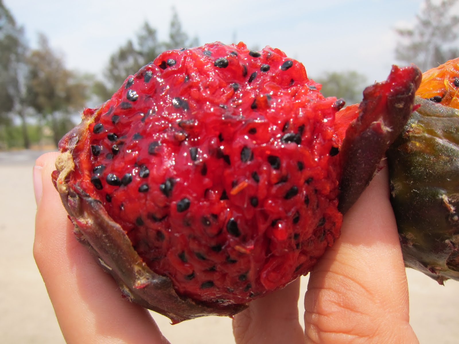 best healthy fruits pitaya fruit best healthy fruits pitaya fruit