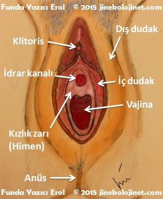 Kizlik Zar Dikimi Inci Sozluk