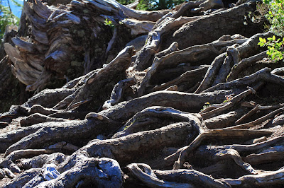 Roots on the Hike Up
