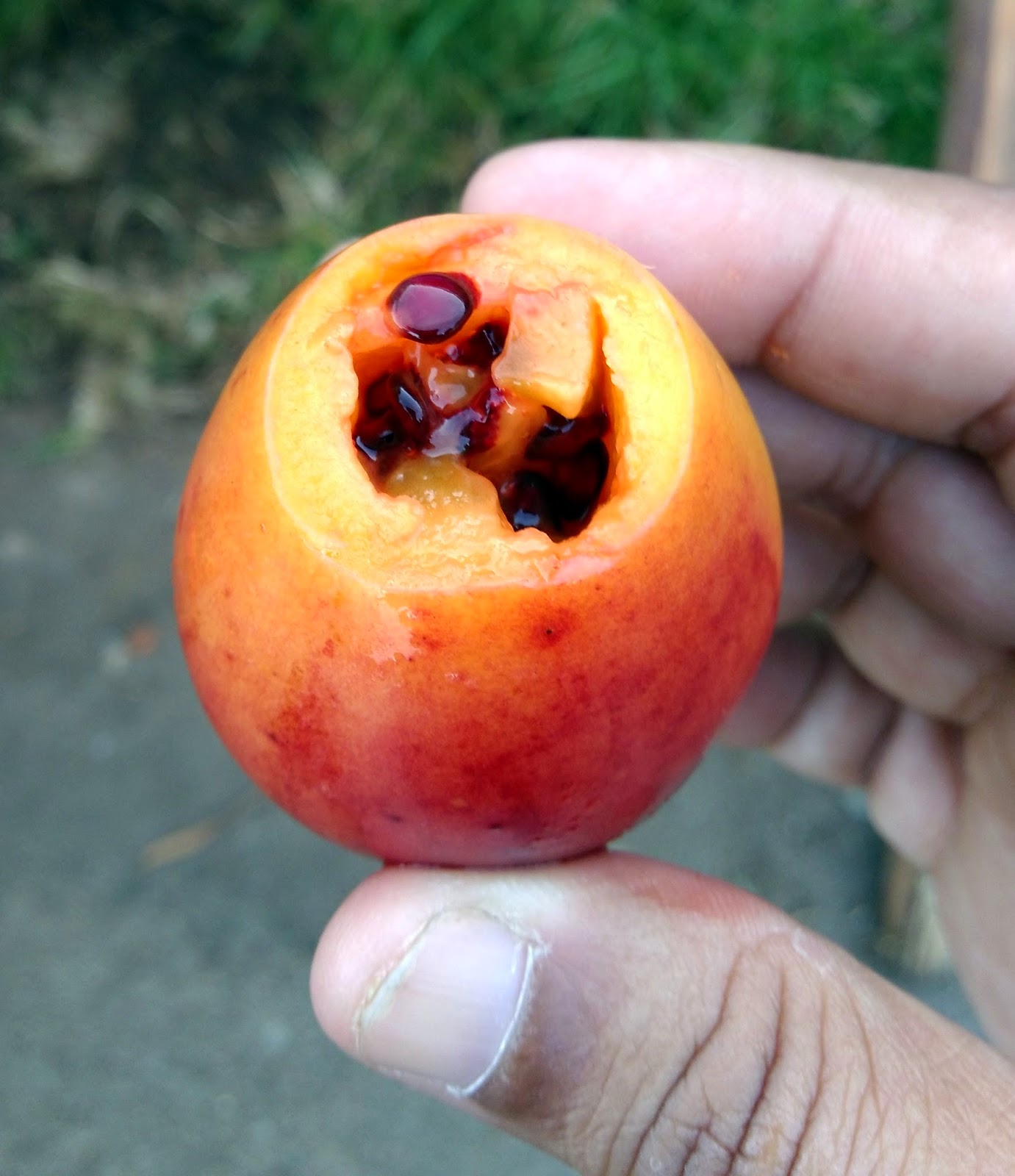 Our Travel Tales Fruits of Kodaikanal