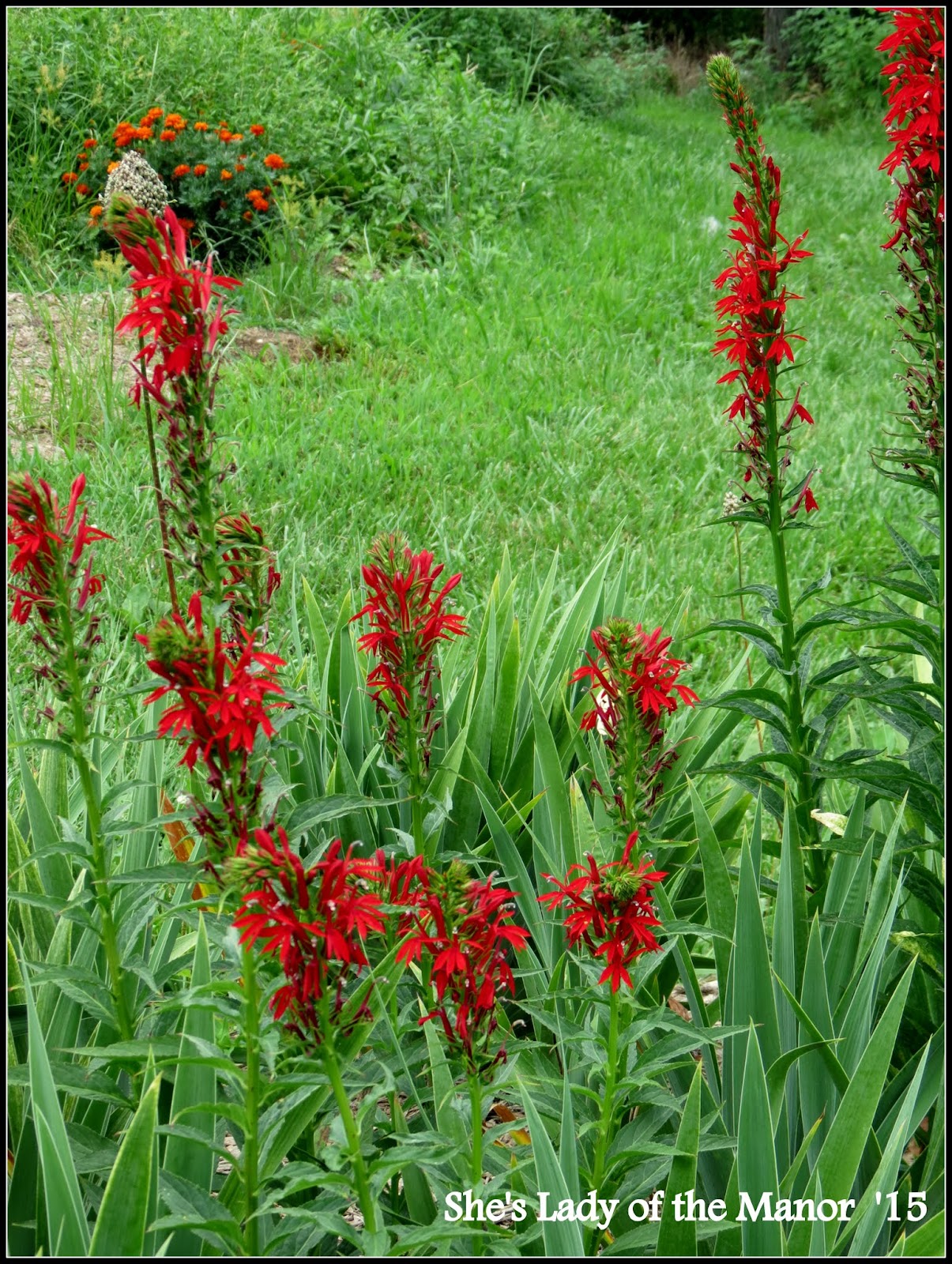 She's Lady of the Manor A New Perennial in the Garden Cardinal Flower