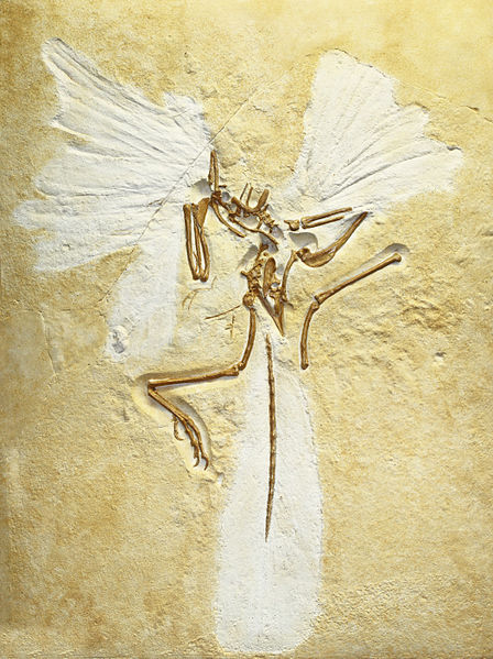 448px-Archaeopteryx_lithographica%252C_replica_of_London_specimen%252C_Staatliches_Museum_f%25C3%25BCr_Naturkunde_Karlsruhe%252C_Germany_-_20100925.jpg