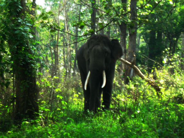 Un exemple de miracle possible sur l'environement: L’homme qui a fait une forêt sur du SABLE El+bosque+de+Jadav+Payeng+4