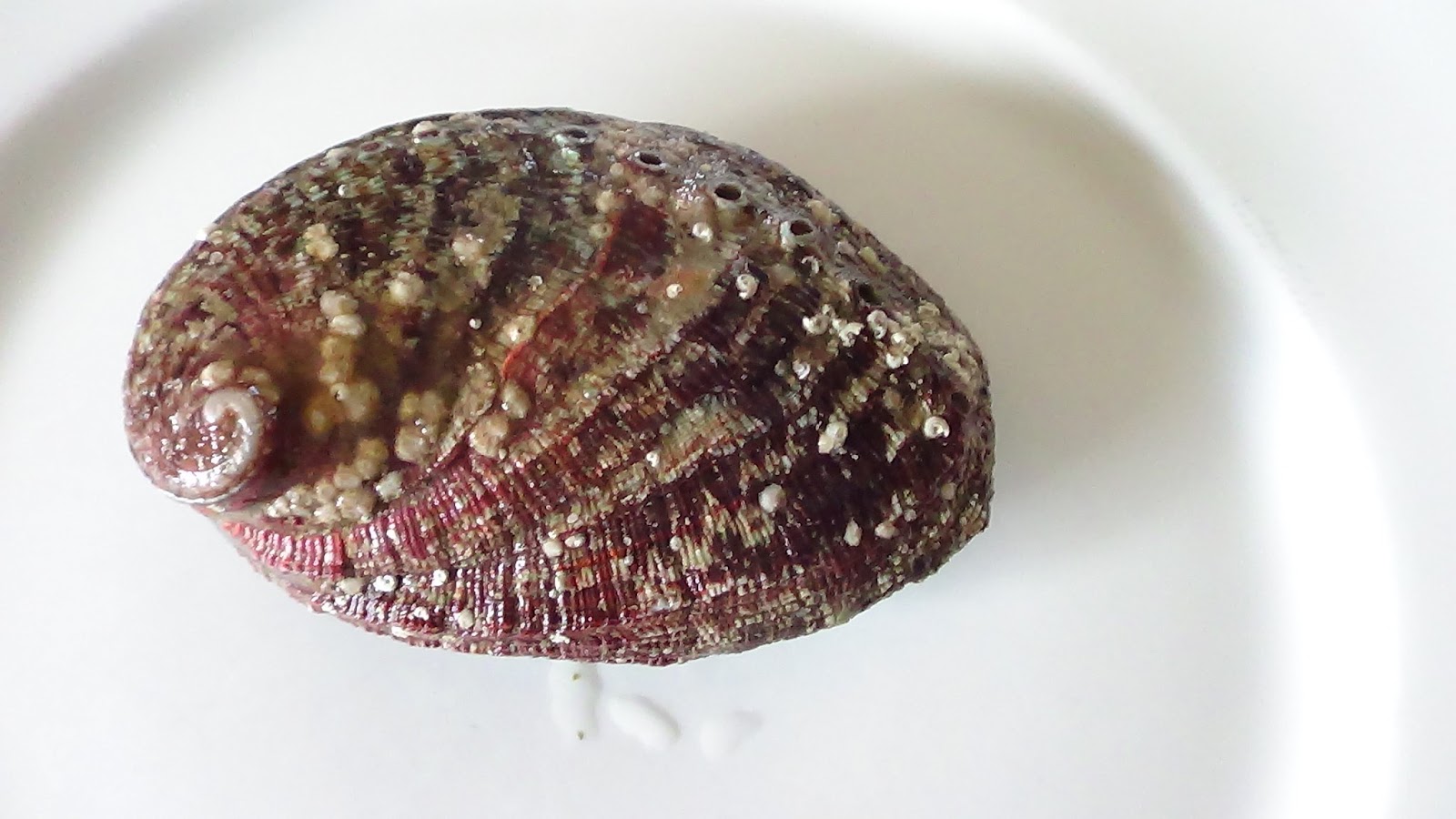 En bout de table L'ormeau l'autre coquillage de la Côte d'Emeraude