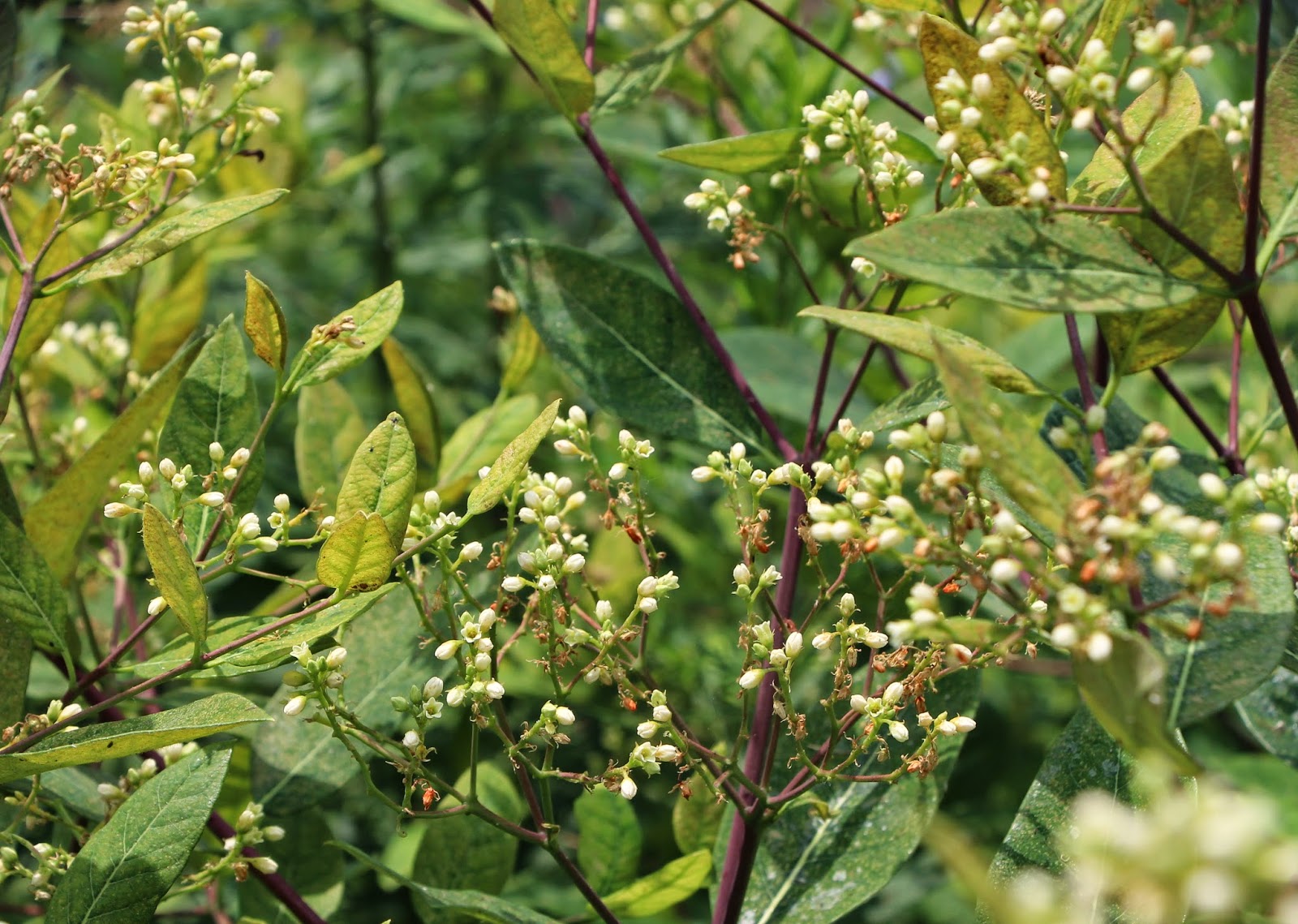 My Life in Gardens PLANT PROFILE Dogbane