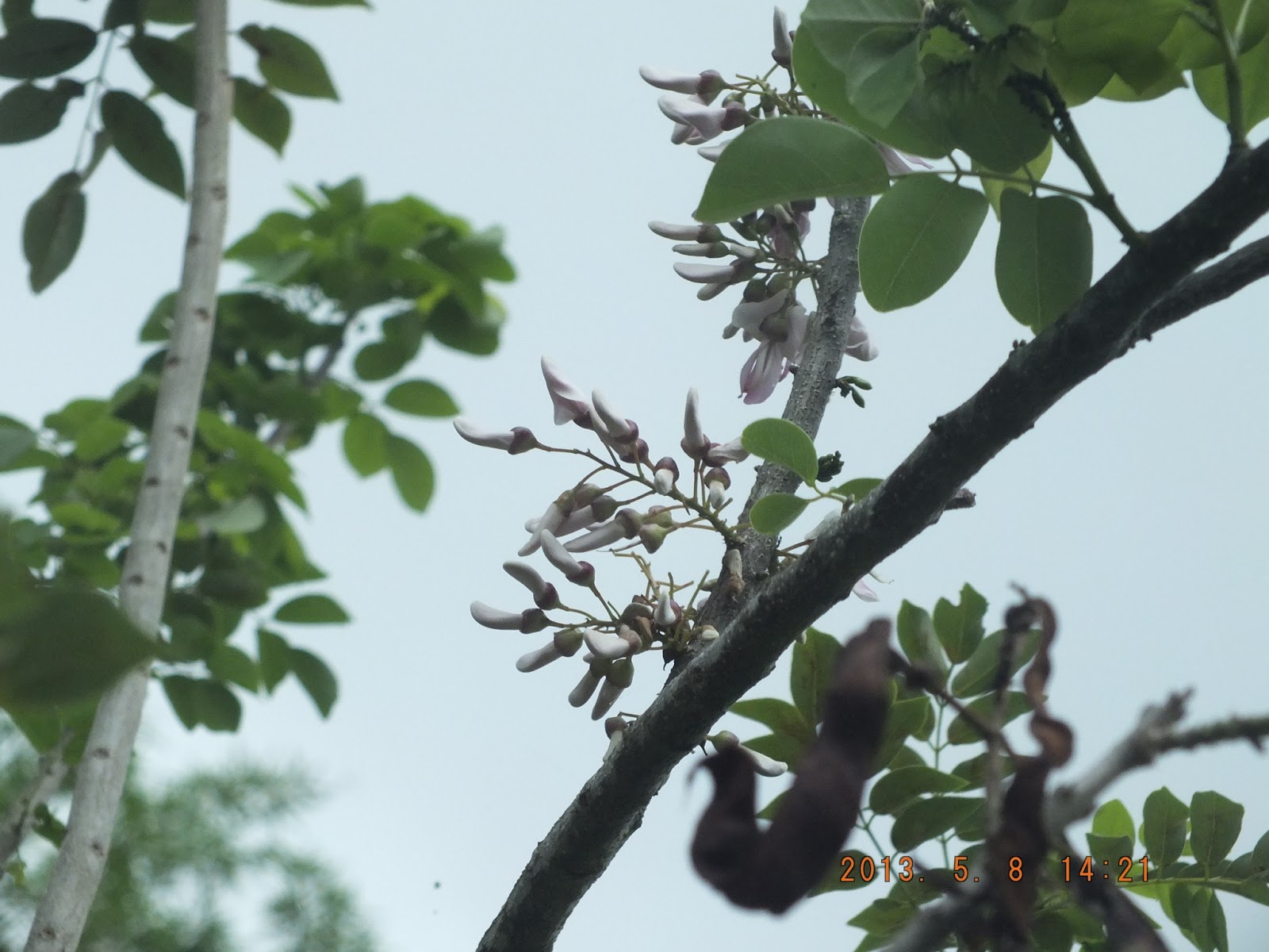 Photography with Dr. Ernie. Trees Madre de cacao, gliricidia sepium