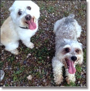 Picture of 2 dogs