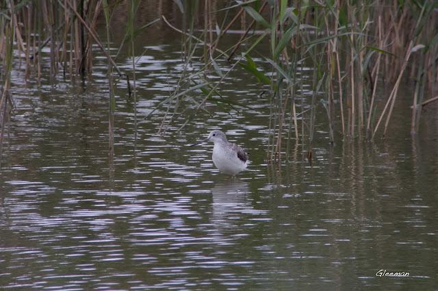 Digiscoping - Baader Hyperion 8-24 Zoom