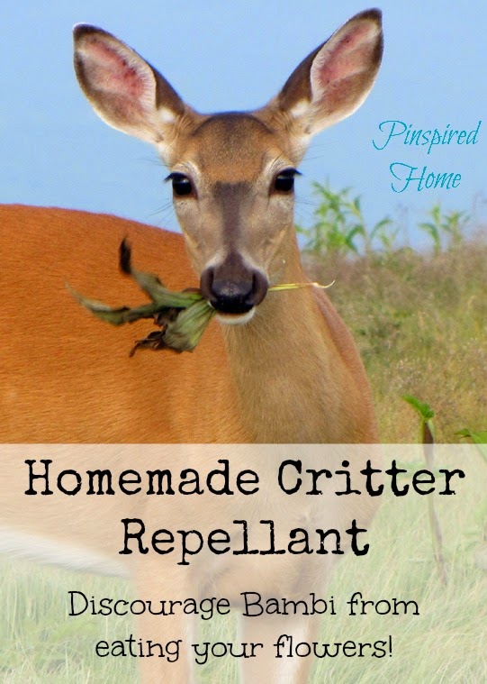 Pinspired Home: Homemade Critter Repellant: Keep Rabbits ...