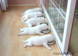 Funny Image Collection: 40 Funny Animals Pictures | Funny Pics