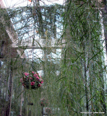 Ferns - A Longwood Gardens PhotoJournal, Part One on Homeschool Coffee Break @ kympossibleblog.blogspot.com