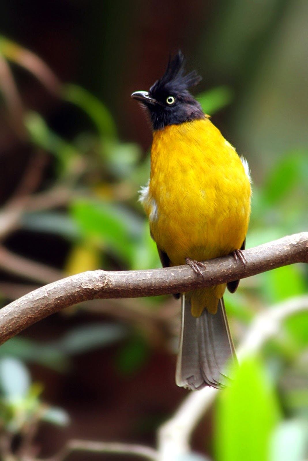 Variety of Life Pycnonotus