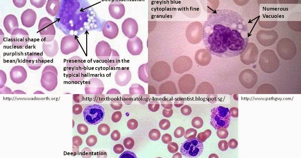Haematology in a NutShell Monocytes