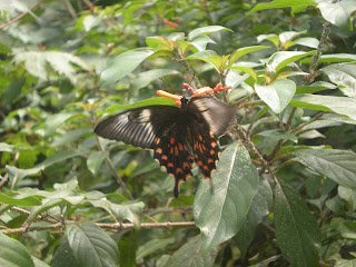 colorful butterfly at butterfly park,Bannerghatta National Park