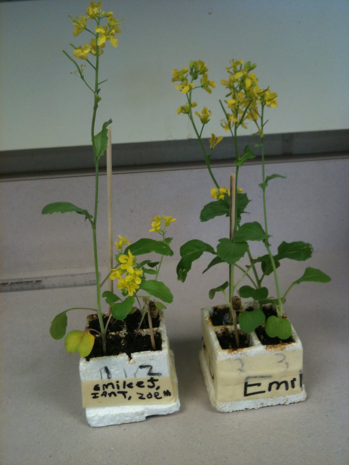 Wisconsin Fast Plants