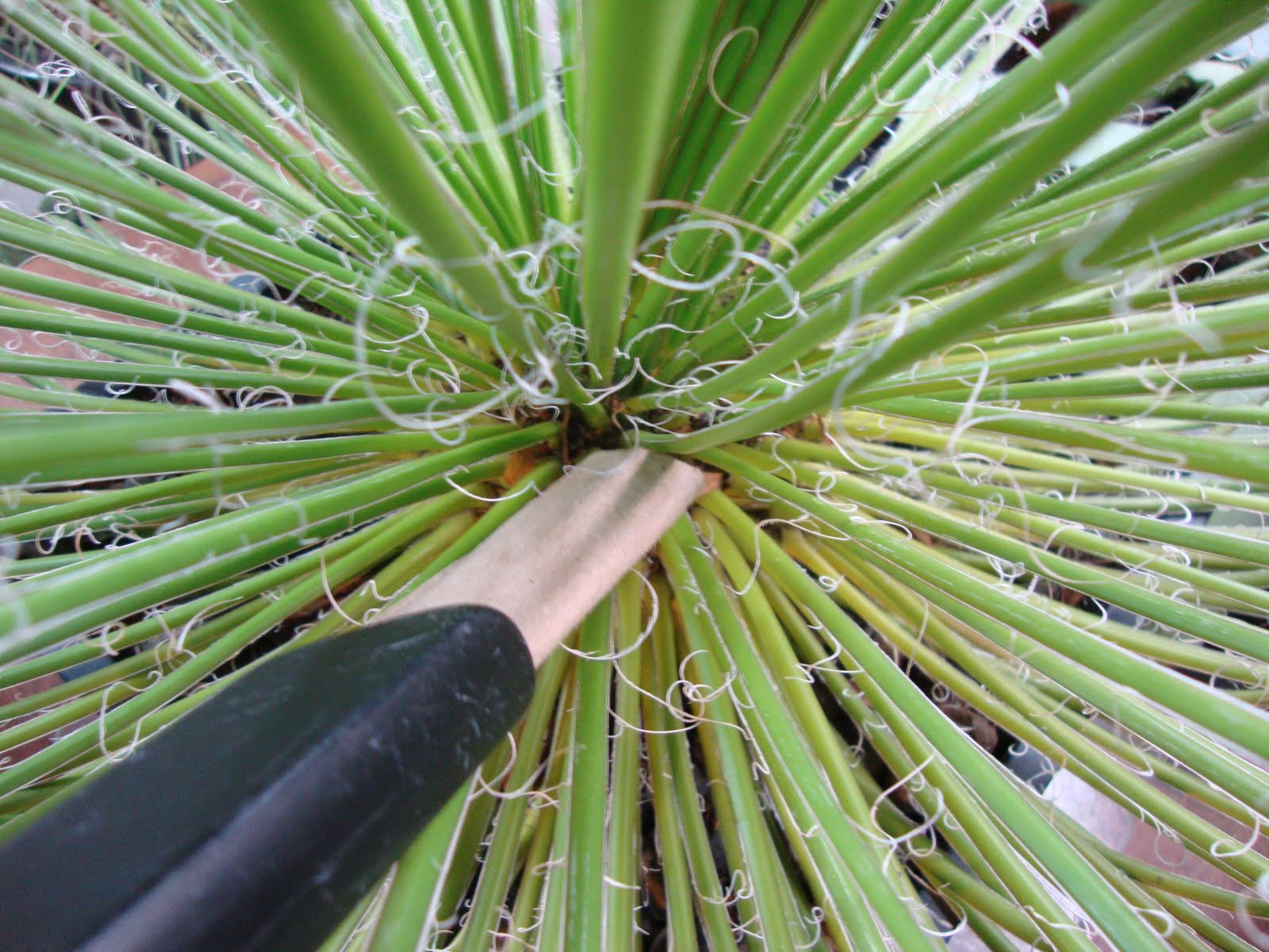 danger garden Everyone vacuums their plants right?