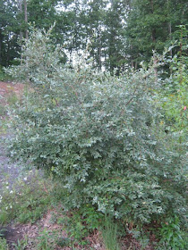 Elaeagnus S Sweet Perfume Overwhelms Starry Scales