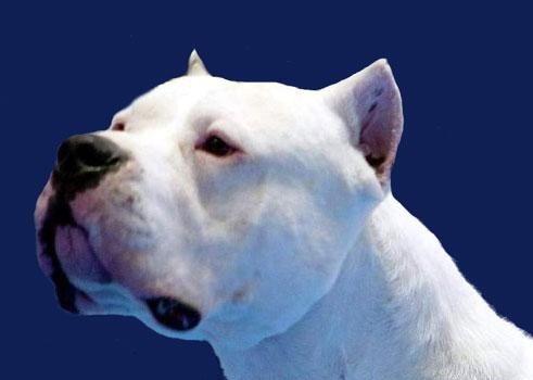VIDEO PERROS PELIGROSOS video perros peligrosos: