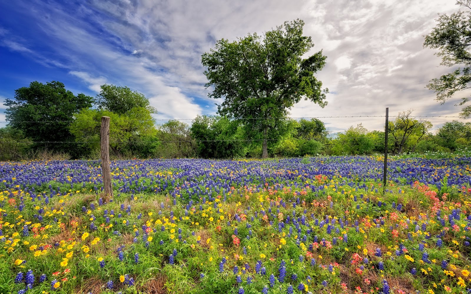 Campo de flores Flower Field (Wallpaper de 1920 x1200)